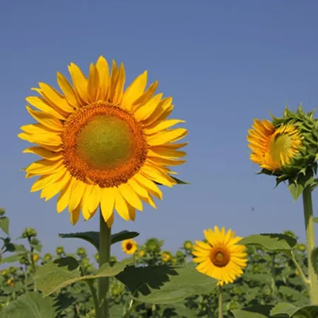 Country house B&B Villa Luogoceleste *